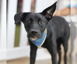 Mutt Dogs for adoption in San Antonio, TX, USA