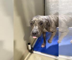 Mutt Dogs for adoption in Bakersfield, CA, USA