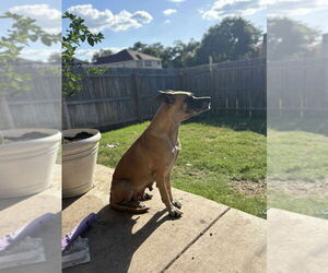 Great Dane-Unknown Mix Dogs for adoption in Bullard, TX, USA