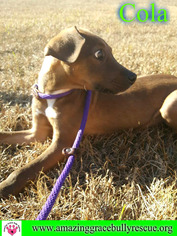 Medium Photo #1 Mutt Puppy For Sale in Pensacola, FL, USA