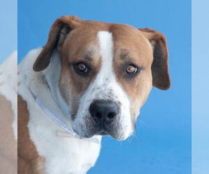 American Pit Bull Terrier-Unknown Mix Dogs for adoption in Pasadena, CA, USA