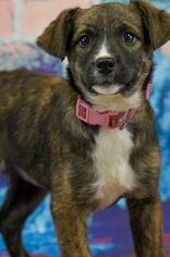 Collie-Unknown Mix Dogs for adoption in Bristol, TN, USA
