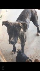 Boxer-Great Dane Mix Dogs for adoption in Midland, TX, USA