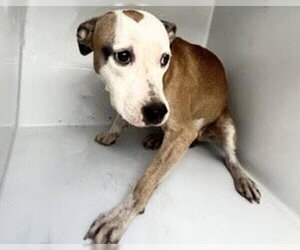 Boxer-Unknown Mix Dogs for adoption in Houston, TX, USA