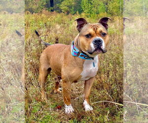 American Bulldog Dogs for adoption in Westminster, MA, USA
