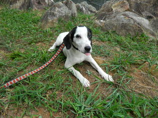 Small Jack Russell Terrier