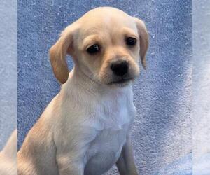 Chihuahua-Spaniel Mix Dogs for adoption in San Diego, CA, USA