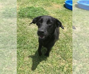 Labrador Retriever Dogs for adoption in Beaumont, TX, USA