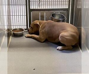American Pit Bull Terrier Dogs for adoption in Modesto, CA, USA