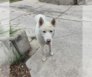 Huskies -Unknown Mix Dogs for adoption in San Antonio, TX, USA