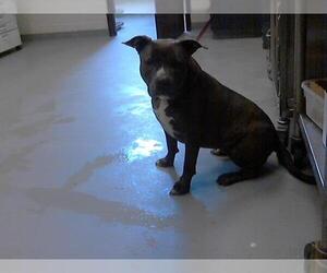 American Pit Bull Terrier Dogs for adoption in Fayetteville, NC, USA