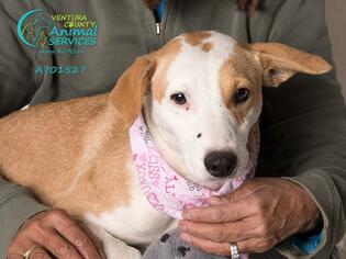 Sheprador Dogs for adoption in Camarillo, CA, USA