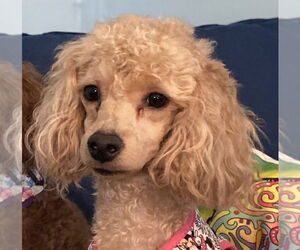 Maltipoo Dogs for adoption in Pacolet, SC, USA