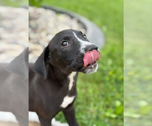 Labrador Retriever-Unknown Mix Dogs for adoption in New London, WI, USA