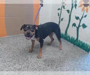 Rottweiler-American Pit Bull Terrier Dogs for adoption in San Bernardino, CA, USA