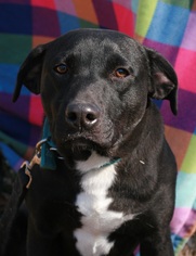 Shepradors Dogs for adoption in Attalka, AL, USA