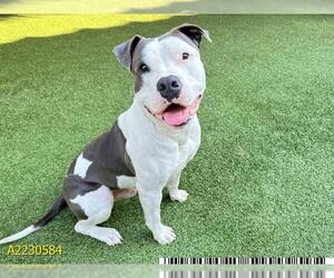 American Pit Bull Terrier Dogs for adoption in West Palm Beach, FL, USA