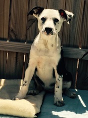 Australian Shepherd Dogs for adoption in Del Rio, TX, USA