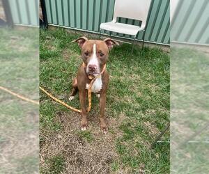 American Pit Bull Terrier-Unknown Mix Dogs for adoption in Louisville, KY, USA