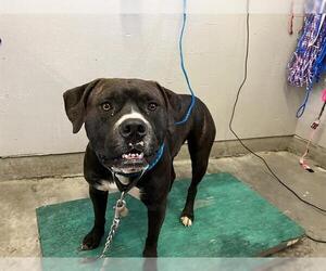 American Pit Bull Terrier Dogs for adoption in Camarillo, CA, USA