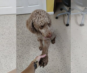 Poodle (Standard) Dogs for adoption in York, SC, USA