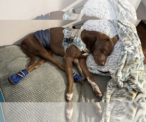 Labrador Retriever-Unknown Mix Dogs for adoption in Holly Springs, NC, USA