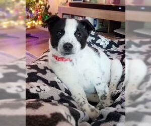 Australian Shepherd-Unknown Mix Dogs for adoption in Genesee, WI, USA