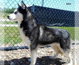 Siberian Husky Dogs for adoption in Oskaloosa, IA, USA