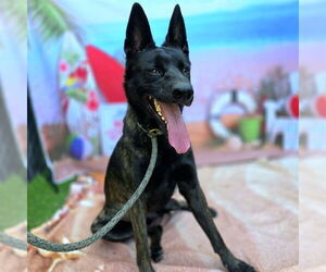 Dutch Shepherd -Unknown Mix Dogs for adoption in Long Beach, CA, USA