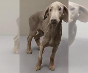 Doberman Pinscher Dogs for adoption in HESPERIA, CA, USA