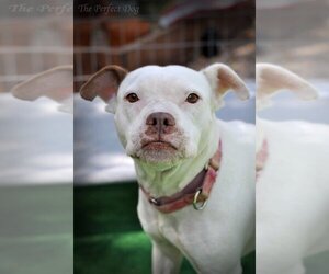 American Pit Bull Terrier-Unknown Mix Dogs for adoption in Milpitas, CA, USA