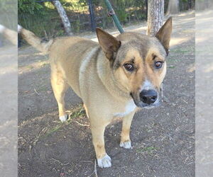 German Shepherd Dog Dogs for adoption in Long Beach, CA, USA