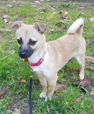 Pug Dogs for adoption in Yakima, WA, USA