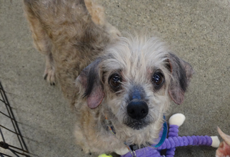 Poodle (Miniature) Dogs for adoption in Tacoma, WA, USA