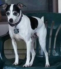 Rat Terrier Dogs for adoption in Moundridge, KS, USA