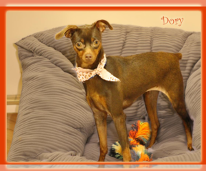 Miniature Pinscher-Unknown Mix Dogs for adoption in Cranston, RI, USA
