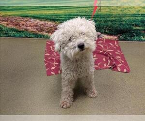 Poodle (Toy)-Unknown Mix Dogs for adoption in Moreno Valley, CA, USA