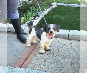 Shih Tzu-Unknown Mix Dogs for adoption in Perth Amboy, NJ, USA