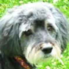 Havanese Dogs for adoption in Lewes, DE, USA