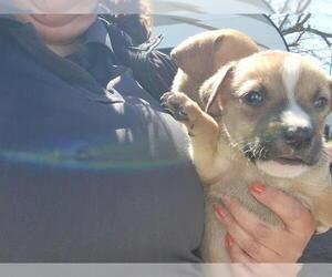 Staffordshire Bull Terrier-Unknown Mix Dogs for adoption in Houston, TX, USA