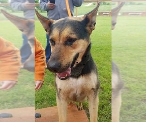 German Shepherd Dog Dogs for adoption in Boonville, MO, USA