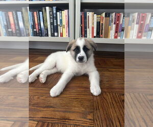 Great Pyrenees-Unknown Mix Dogs for adoption in Brooklyn, NY, USA