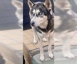 - Mix Dogs for adoption in Dana Point, CA, USA