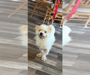 Maltese-Unknown Mix Dogs for adoption in Andover, MN, USA