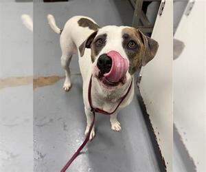 American Pit Bull Terrier Dogs for adoption in Peoria, IL, USA