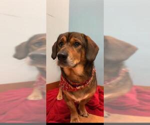 Dorgi Dogs for adoption in Weston, FL, USA