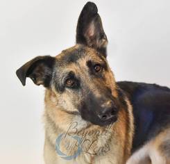 German Shepherd Dog Dogs for adoption in Oxford, MI, USA