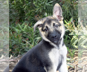German Shepherd Dog Dogs for adoption in Palo Alto, CA, USA