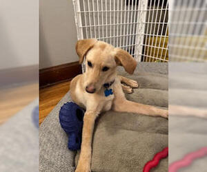 Mutt Dogs for adoption in Minneapolis, MN, USA