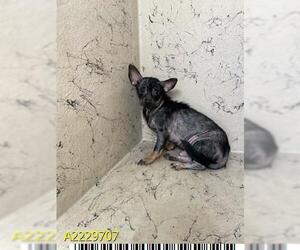 Chihuahua Dogs for adoption in West Palm Beach, FL, USA